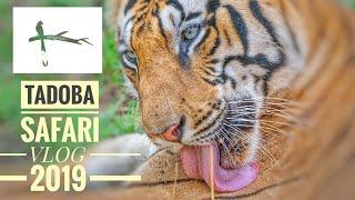 Tadoba National Park Safari Vlog - The Big 3