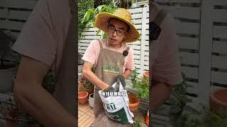 一换盆植物就不行？那是你没掌握技巧 换盆要掌握好技巧，才能养好花#养花小知识 #盆栽 #花卉绿植 #换盆 #养护小知识
