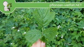 Kratzbeere - Blatt/Blätter - 12.05.18 (Rubus caesius) - essbare Wildpflanzen Bestimmung