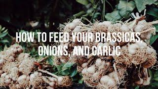 How to Feed Your Brassicas, Onions, and Garlic