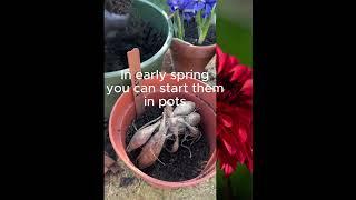 A quick guide for planting dahlias. Super simple and effective!