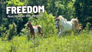 Watch Our Newborn Filly Run FREE! + Name Announcement!