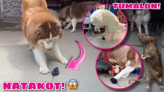 Rat Prank On Our Siberian Huskies! | NATAKOT SILA! | Husky Pack TV