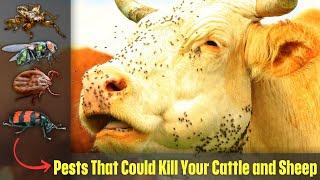 12 Deadly Bugs Every Farmer Should Know to Protect Their Livestock