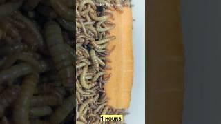 10 000 mealworms vs carrot Timelapse 