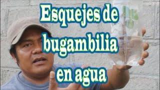 Esqueje de bugambilia en agua