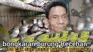 bongkaran burung Recehan!! kios cak suri Pasar burung pramuka