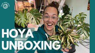 Wishlist HOYA unboxing! ft Bladgoud | Plant with Roos