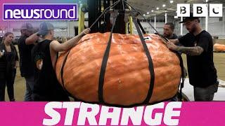 Cheeky Bears and More Massive Pumpkins | Strange | Neswround