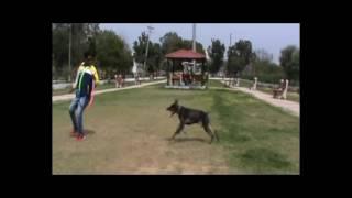 Dog training professional videos