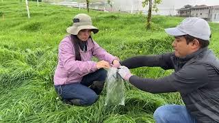 Herramienta 3R. Innovación para la gestión de pastoreo y reservas forrajeras - INTA Costa Rica