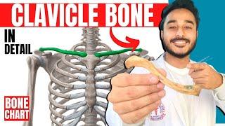 clavicle bone anatomy 3d | anatomy of clavicle bone attachments anatomy | bones of upper limb