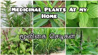 Medicinal plants at my home/Herbal & Medicinal Plants/Spices & Herbal Plants/Herbal plants/Rosemary