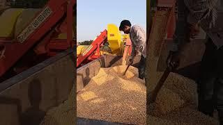 #maize harvesting #kisan #kheti#khetibadi