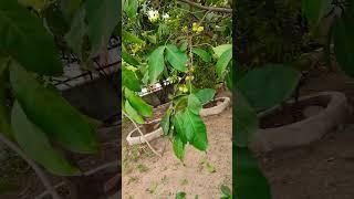 ye koun sa fruit h...... #shorts#vlogs#like#share#