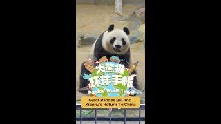 【Pandas' World Travel】Giant Pandas Bili And Xiannu's Return To China | iPanda