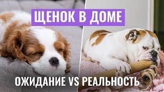 ЩЕНОК В ДОМЕ: Ожидание vs. Реальность! Важные СОВЕТЫ ПО ВОСПИТАНИЮ щенка!