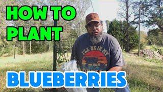 Homesteaders: Do This NOW to Grow Great Blueberries