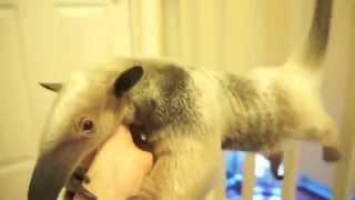 Playtime with an Anteater