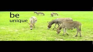 Miniature Donkey FilmSlam Bumper