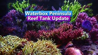 Waterbox Peninsula Reef Tank Update