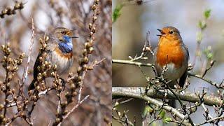 European Bird Sounds : One Hour with 27 European Birds