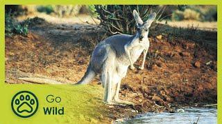 Wildest Australia - Go Wild