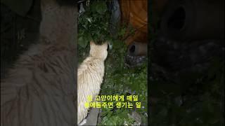 소중한 새끼 인사시켜줘서 고마워 호랭아^_^ #고양이 #고양이일상 #고양이브이로그
