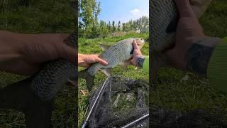 Monster roach from Hollands Diep!