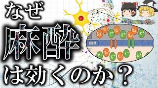 150年以上未解明だった全身麻酔のメカニズム【ゆっくり解説】