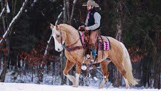 “Ladybug” gorgeous and safe trail horse, sells on horsebid.com in time for Valentine’s Day!