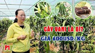 Khám Phá Mô Hình Trồng Cây Vani – Cây Gia Vị Quý Giá Và Đắt Đỏ Đến Từ Vùng Nhiệt Đới P1 || LamNongTV