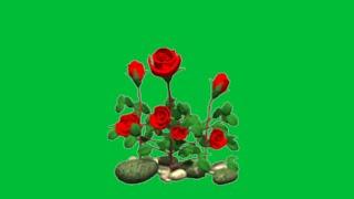 rose flower green screen effects | rose green screen no copyright | green screen flower video