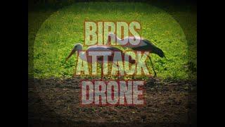 Birds attack drone #shorts