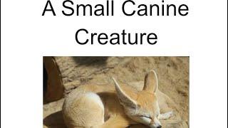 Fennec fox documentary