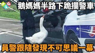 鵝媽媽半路下跪攔停警車，警察好奇下車跟隨，眼前一幕讓他心碎...#感動 #淚目 #不可思議 #震驚 #奇跡 #心靈飼養員