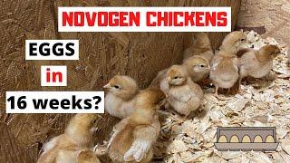 Are the Novogen chicks the best egg laying breed for the homestead?