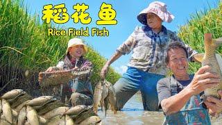 Axia and mom went to catch fish growing in the rice fields to bring home for a feast!【叫我阿霞Channel】