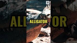 These Alligator Facts! #facts #alligator #gators #naturefacts  #funfacts