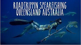 Spearfishing QLD Australia: Sharks + Cobia + Jacks + Jew + Marlin (Underwater Ally Adventures) Ep.16