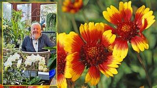 GAILLARDES: ANNUAL OR PERENNIAL FLOWERS WITH WARM COLORS. Le Quotidien du Jardin N°478