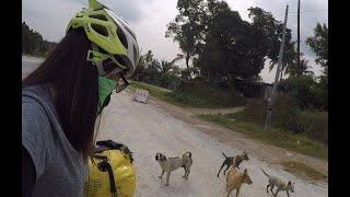 How To Stop Dog Barking and Chasing Cyclists #shorts