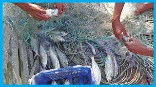 Live Hilsa Fish Collections on Traditional Fishing Boat | Fish Corn