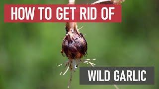 How to Get Rid of Wild Garlic [Weed Management]