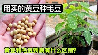 阳台种毛豆，不用再买种子了，超市里的黄豆直接种，好玩又省钱|Grow Soybean