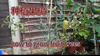 如何更好的种植果树，(how to grow fruit tree )种植梨树,这样种植提早结果，盆栽苗移植。