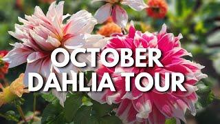  October Dahlia Tour / What We Grew This Year & What's Still Blooming