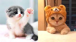 The Most Lovely Super Cute Kittens In The World | Cute Cat Of TikToks