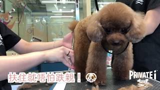 【Grooming Day with Gigi】@ PRIVATE i PETS │ 寵物美容店