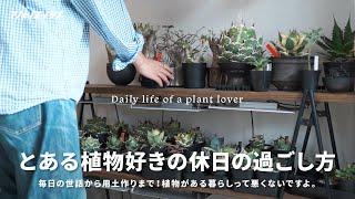 とある植物好きの休日の過ごし方。｜アガベ｜観葉植物｜ルーティン｜植え替え